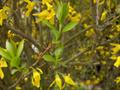 Border Forsythia